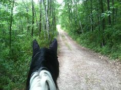 the back end of a horse's head as it walks down a dirt road