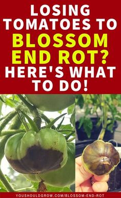 the words, losing tomatoes to blossom end rot here's what to do