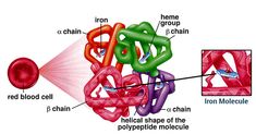 the structure of an animal's body and its structures are labeled in this diagram