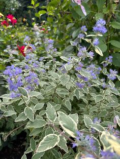 blue flowers and green leaves in a garden