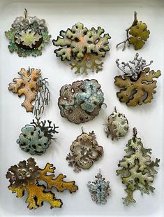 an assortment of sea corals are displayed on a white tray