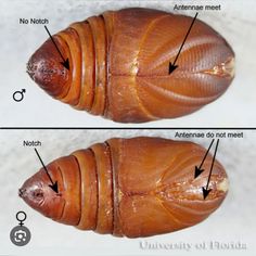 two pictures showing the different stages of an insect's body and its external parts