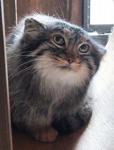 a cat sitting on top of a wooden floor next to a window and looking at the camera