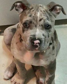 a gray and white dog sitting on top of a tile floor next to a wall