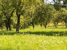 an open field with lots of trees and grass