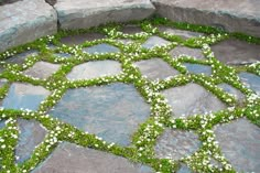 a stone patio with green grass growing on the stones and white flowers in the center