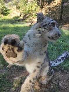 a white and black snow leopard standing on its hind legs with it's paw in the air