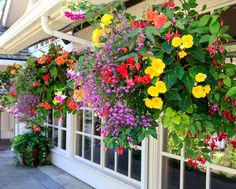 many different colored flowers hanging from the side of a building