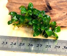 small green plants sitting on top of a wooden table next to a tape measure ruler