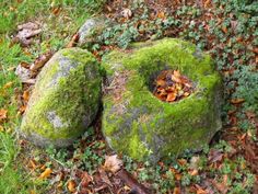 two rocks covered in moss and leaves on the ground