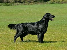 a large black dog standing on top of a lush green field