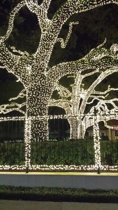 a large tree covered in white lights next to a fence