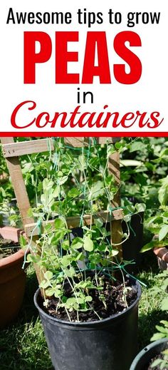 some plants that are growing in pots on the ground with text overlay reading awesome tips to grow peas in containers