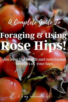 Foraging rose hips, is easy and a joy to do. Learn to identify, forage and discover rose hips edible and medicinal uses! #howto #tips Losing 40 Pounds, Cold Sores Remedies, Rose Hips, Natural Sleep Remedies