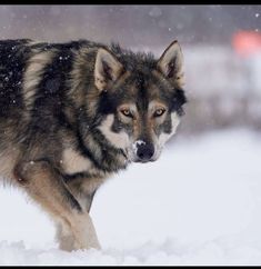 a wolf is walking through the snow