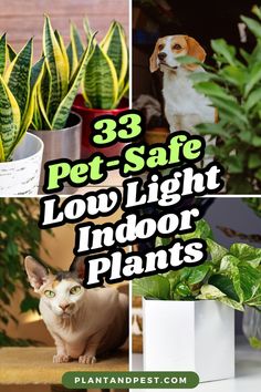 there are three pictures with plants in them and the words 33 pet - safe low light indoor plants