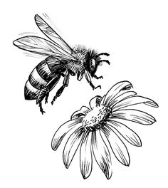 a black and white drawing of a bee on a flower