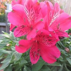 pink flowers are blooming in a pot outside