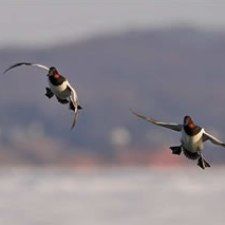 two birds flying in the air near each other