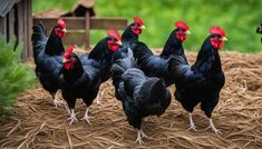 a group of black chickens standing on top of hay