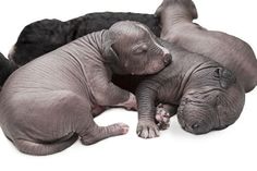 three baby elephants are curled up together