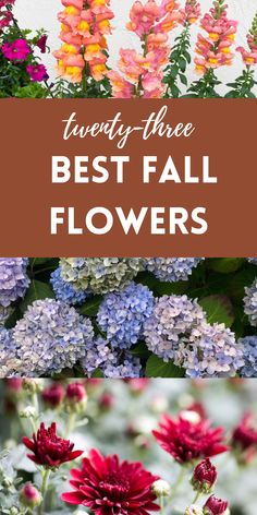 fall flowers Fall Annuals, Annual Flower Beds, Deadheading Flowers, Perennial Sunflower, Fall Flowers Garden, Best Flowers, Flower Bedding, Popular Flowers, Shade Flowers