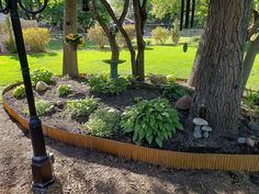 a garden with lots of plants and trees