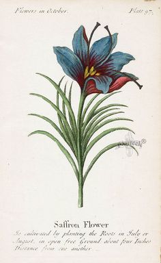 an illustration of a blue and red flower with green stems on the bottom right side