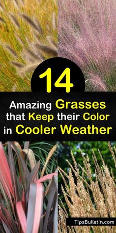 Bring your fall garden back to life with fountain grass, little bluestem, feather reed grass, miscanthus and other plants with colorful fall foliage. These grasses enjoy a variety of needs from full sun to deep shade and brighten up your yard as the seasons darken. #grasses #fall #color Little Bluestem, Hakone Grass, Blue Oat Grass, Feather Reed Grass, Landscaping Shrubs, Covered Backyard, Amazing Grass, Perennial Grasses, Fountain Grass