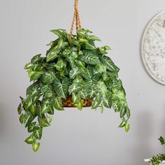 a green plant hanging from a rope next to a white wall with a clock on it