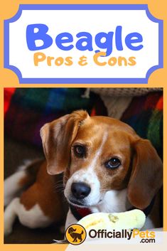 beagle pros and cons cover image with dog looking at camera, text reads beagle pros & cons