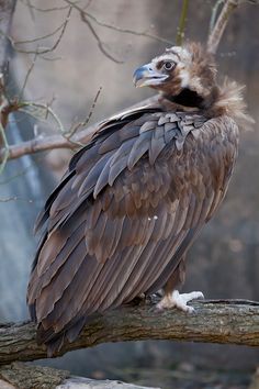 a large bird sitting on top of a tree branch