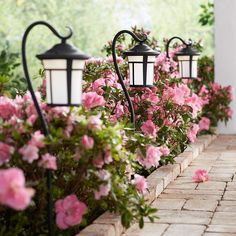 some pink flowers and two black lamps on the side of a building with brick walkway