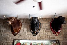 three bulls mounted to the ceiling in a room