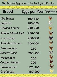 an info sheet showing the different types of eggs for backyard flocks and their names