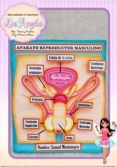 an image of the anatomy of a woman's body and her organs in spanish