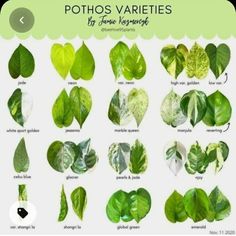 Plant Leaf Identification, Pathos Plant, Leaf Identification, Plant Goals, نباتات منزلية, Household Plants, Easy Reference, Plant Care Houseplant