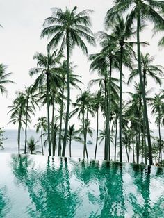 palm trees line the edge of a swimming pool