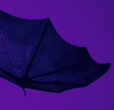 the underside of a leaf against a purple background