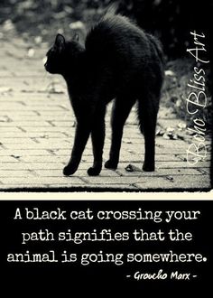 a black cat walking across a sidewalk next to a quote from gracia marx