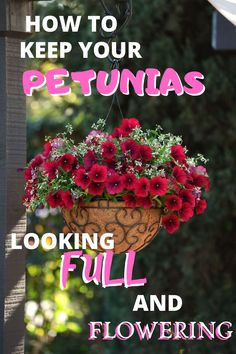 a potted plant with flowers hanging from it's side and the words how to keep your petunias looking full and flowering