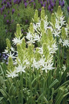 some white flowers are growing in the grass