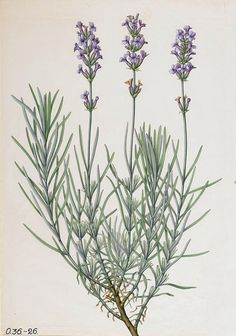 an illustration of lavender flowers on a white background