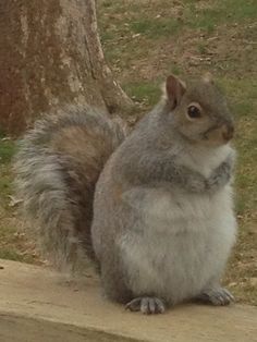 a gray squirrel sitting on top of a wooden bench next to a tree and grass