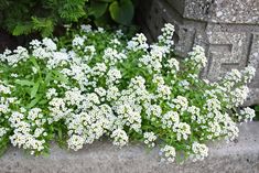 some white flowers are growing out of the cement