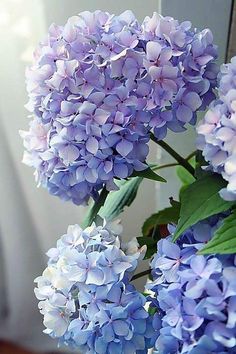 purple flowers are in a glass vase on a table