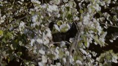 a cat sitting in the middle of a tree with white flowers on it's branches