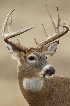 a close up of a deer with antlers on it's head