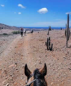 a horse that is walking down a dirt road with cactus in the back ground and people on horseback behind it