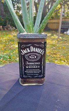 a potted plant sitting on top of a table next to a bottle of jack daniels whiskey